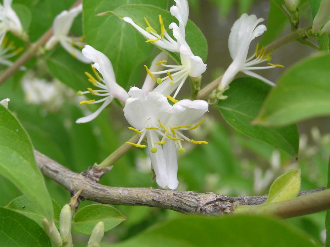Amur Honeysuckle flower