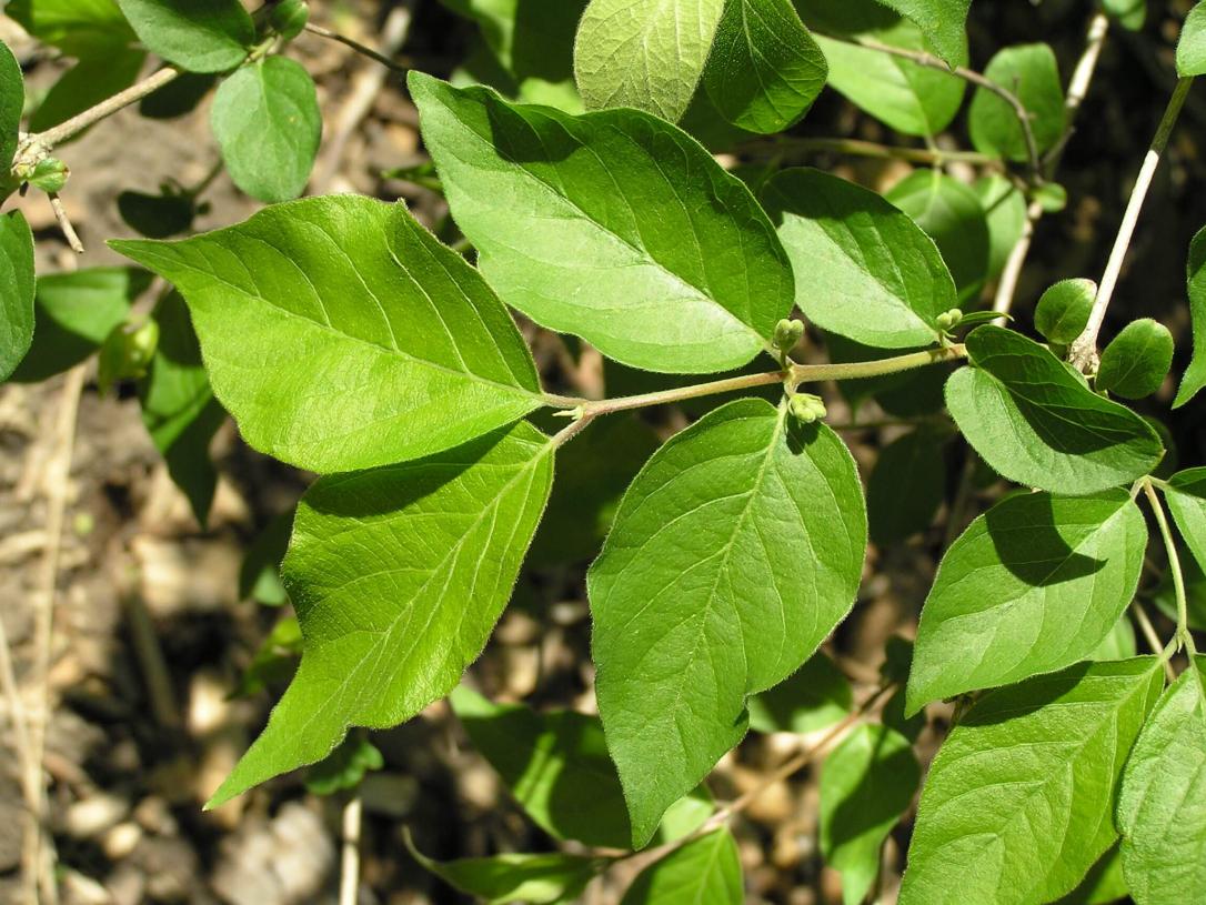 Amur Honeysuckle leaves