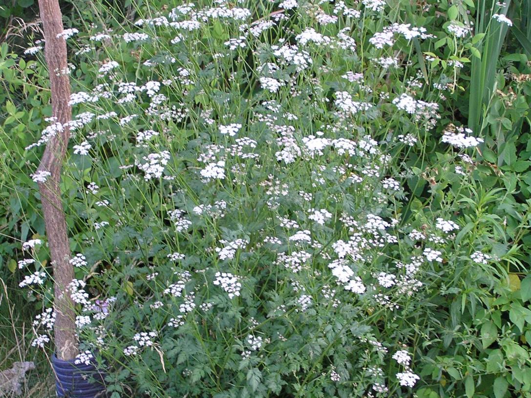 Aniseroot habit