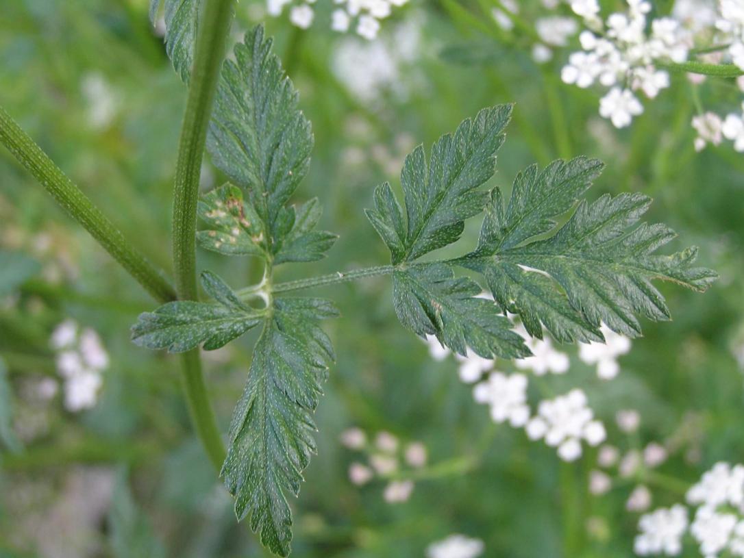 Aniseroot leaves