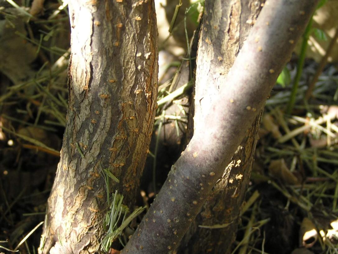 Arrowwood bark