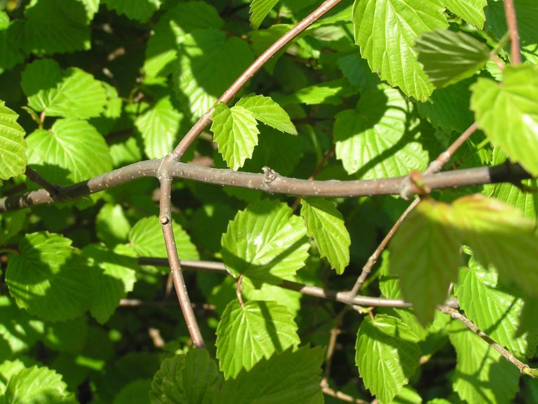 Arrowwood branch