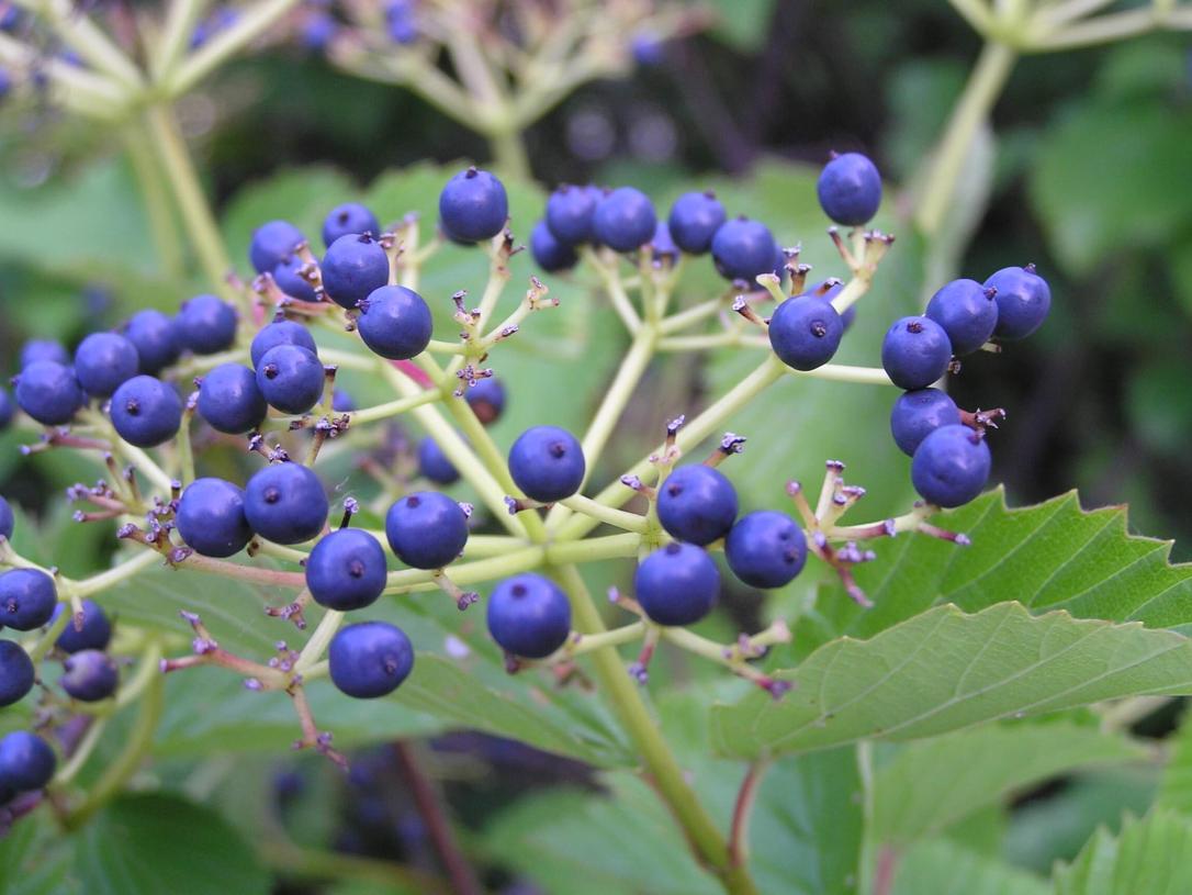 Arrowwood fruit
