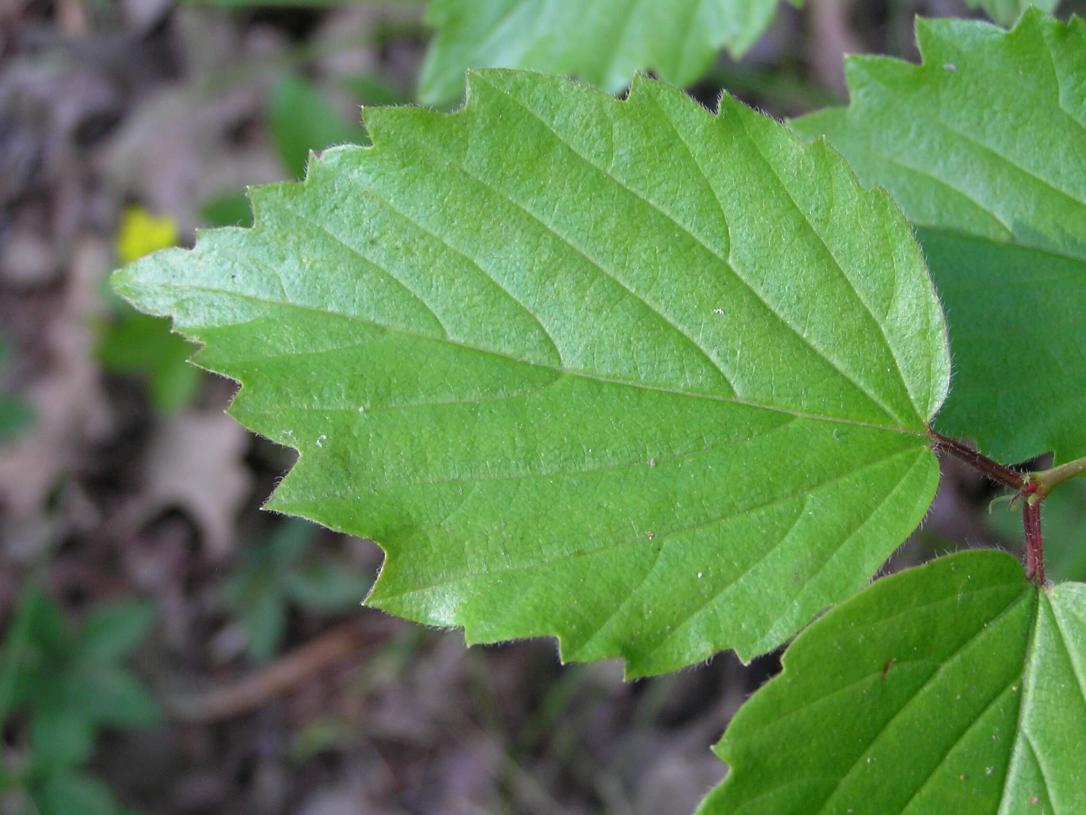 Arrowwood leaves