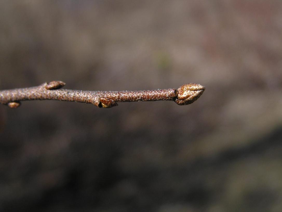 Autumn Olive bud