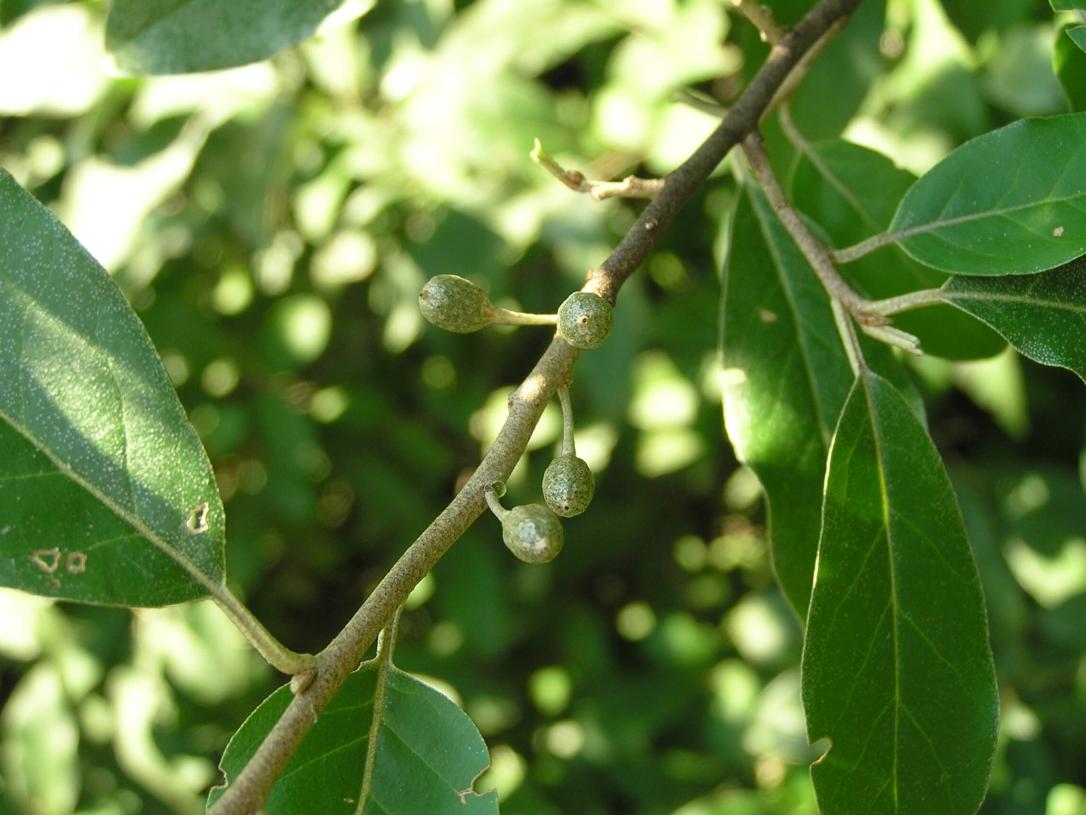 Autumn Olive fruit