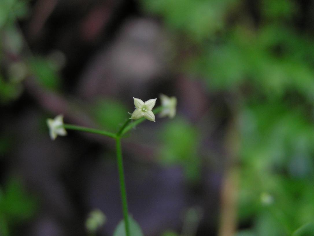Bedstraw Flower