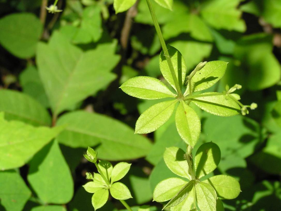 Bedstraw 