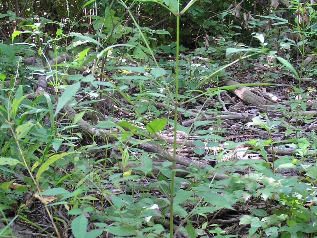 Beggarticks habit