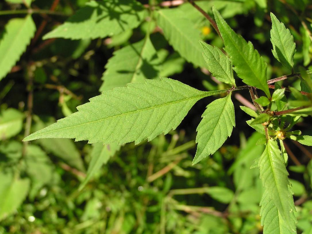 Beggarticks leaves