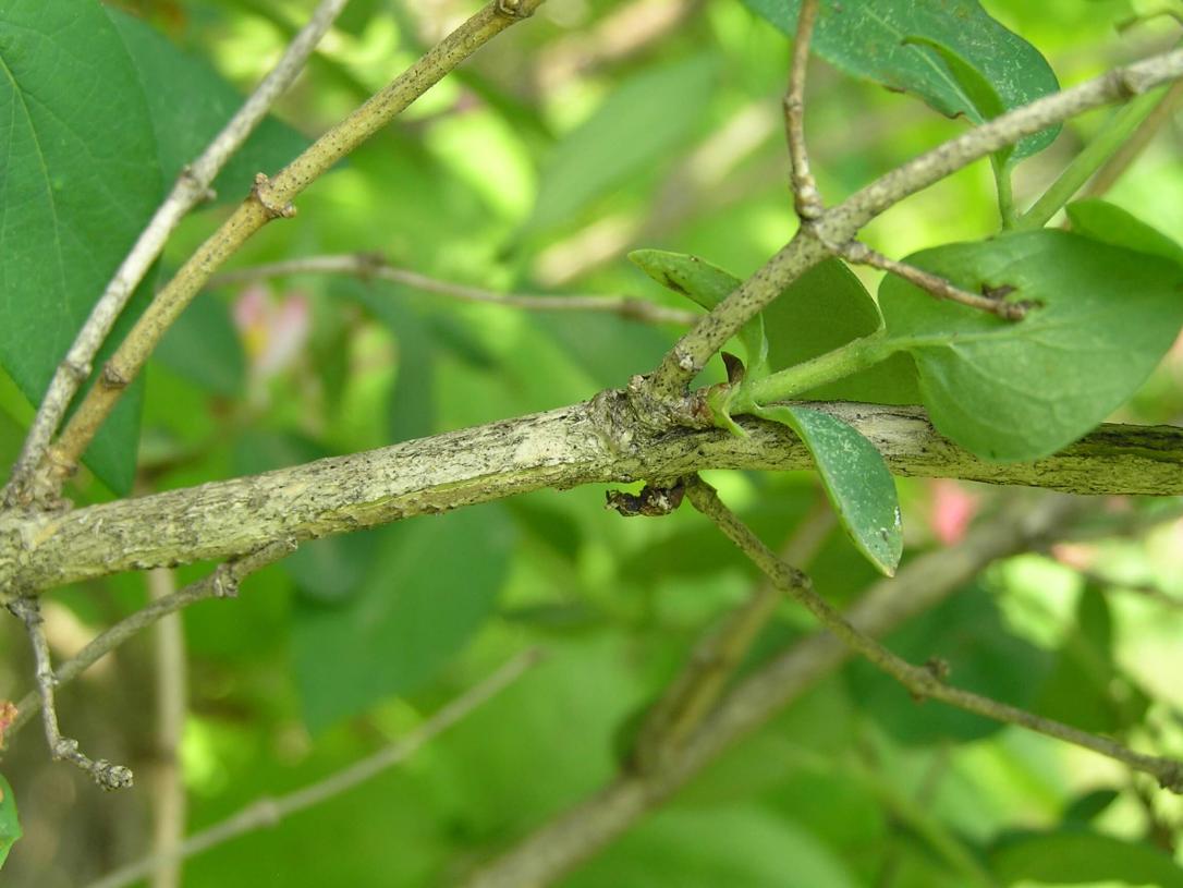 Belle Honeysuckle branch