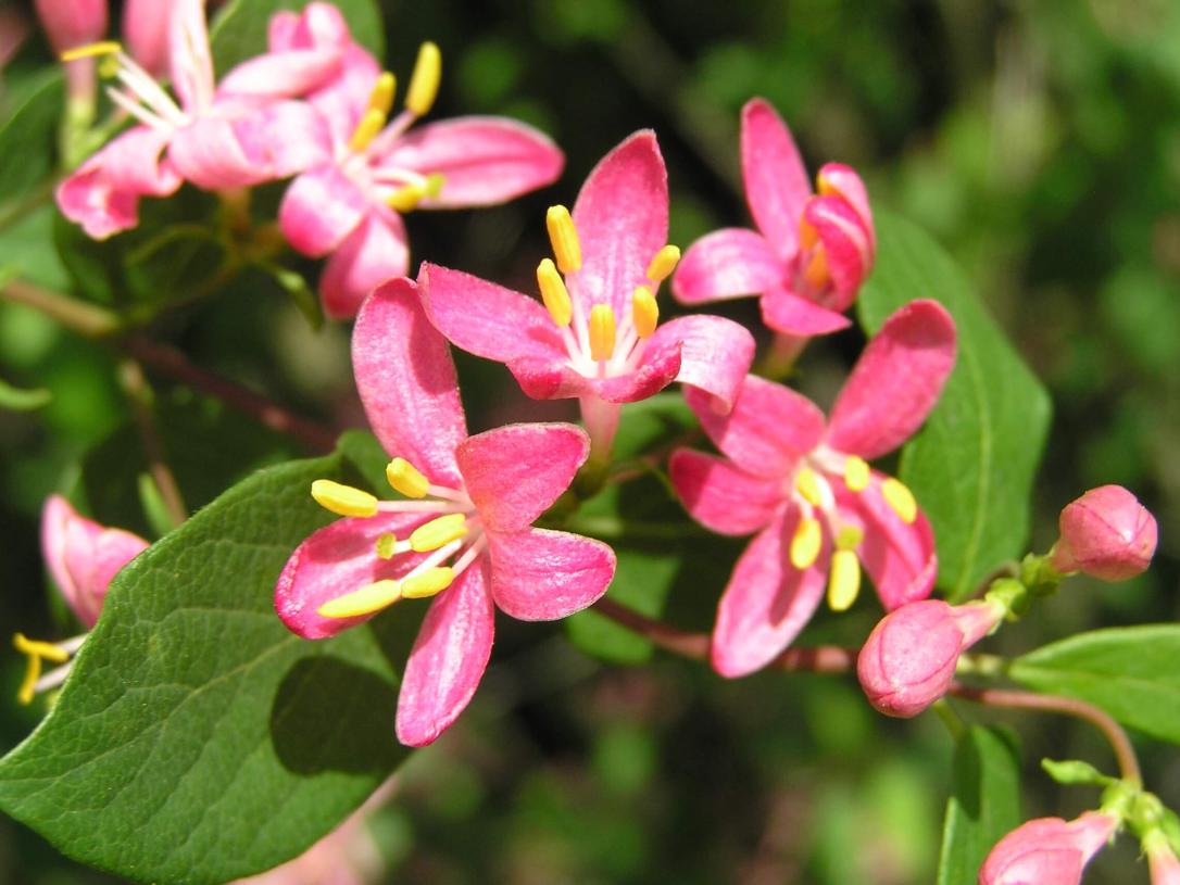 Belle Honeysuckle flower