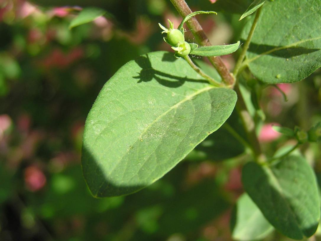 Belle Honeysuckle leaves