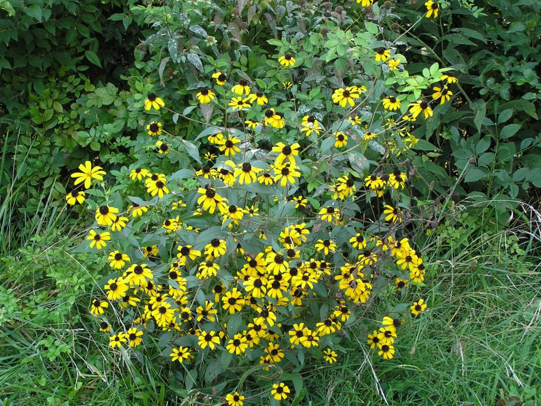 Black-eyed Susan habit