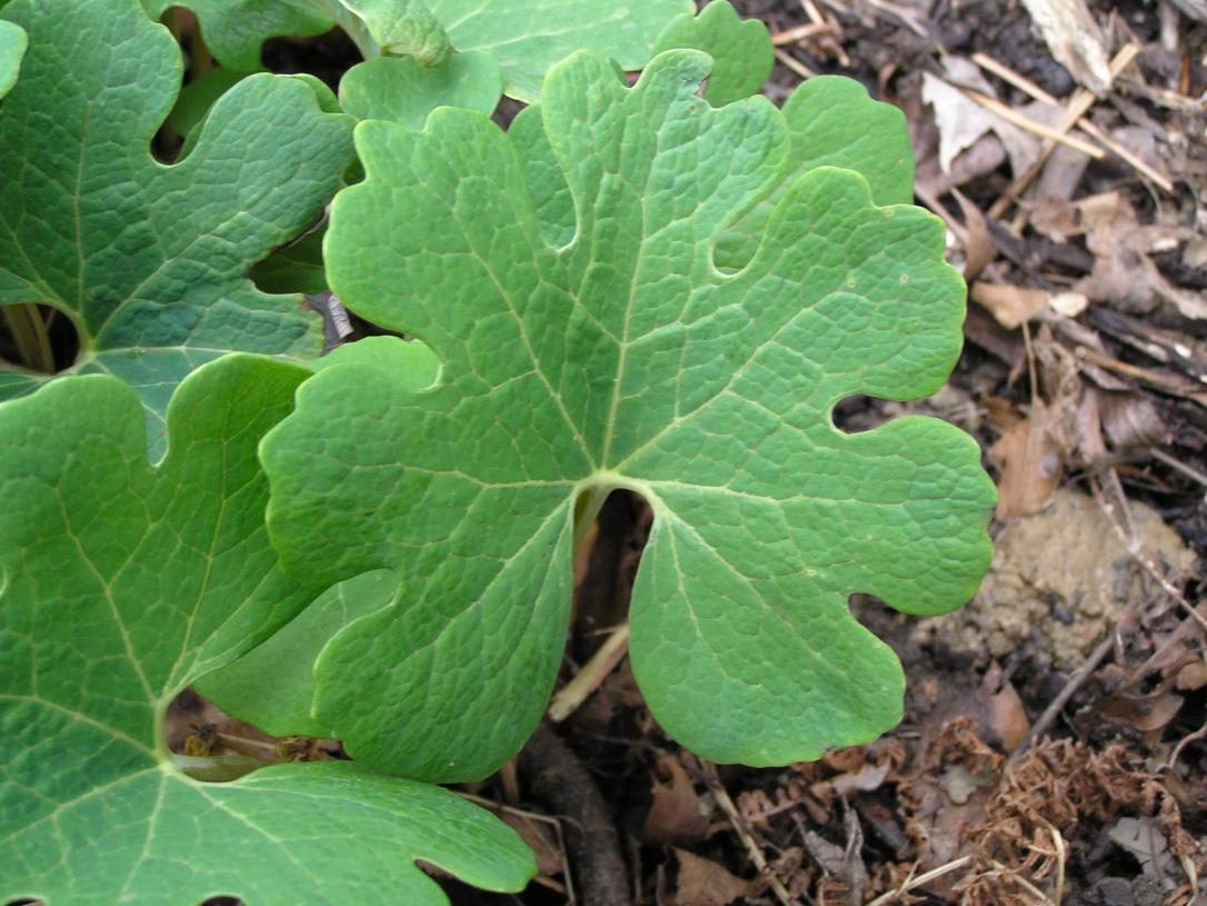 Bloodroot leaves