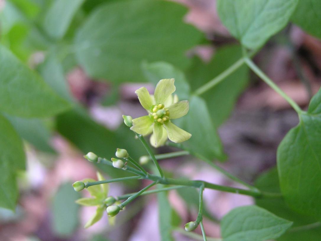 Blue cohosh flower