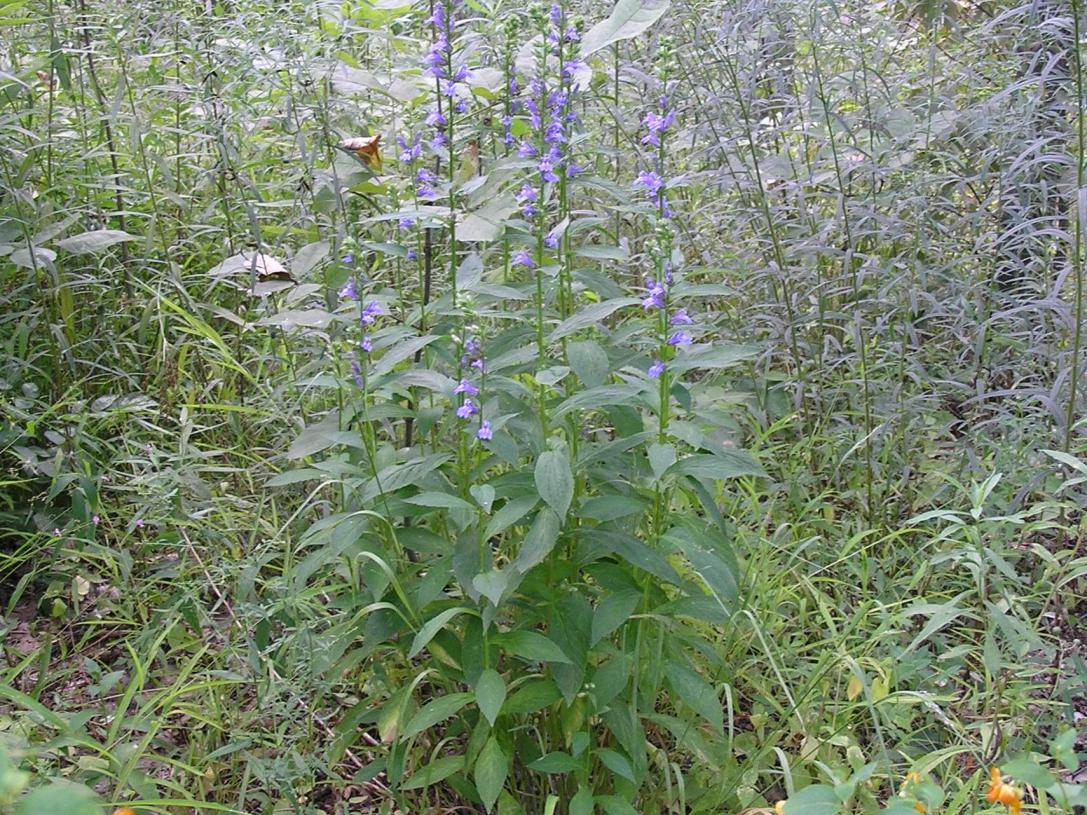 Blue verbena habit