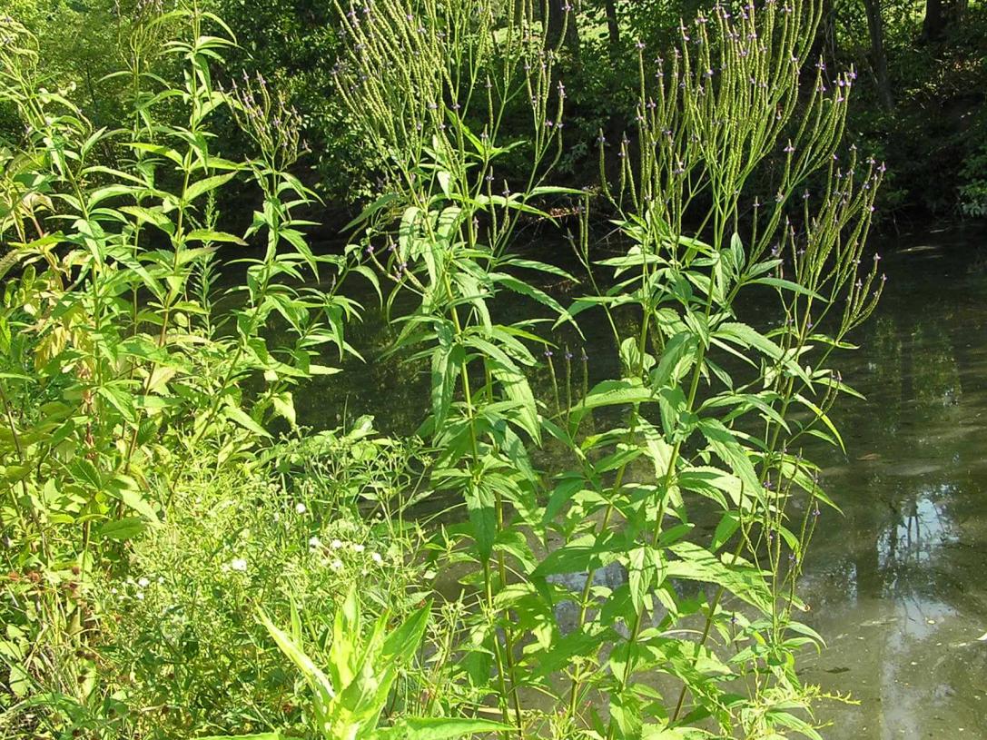 Blue vervain habit