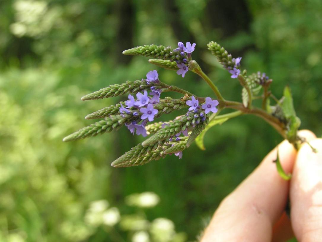 Blue vervain