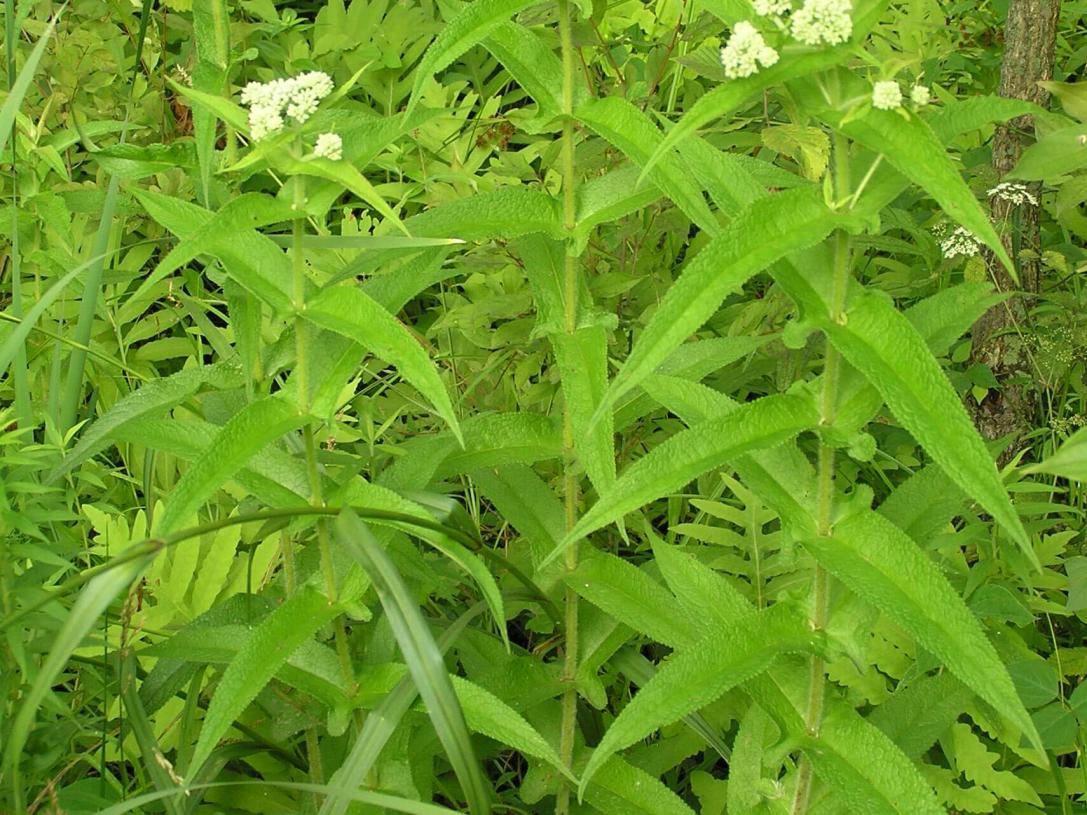 Boneset habit
