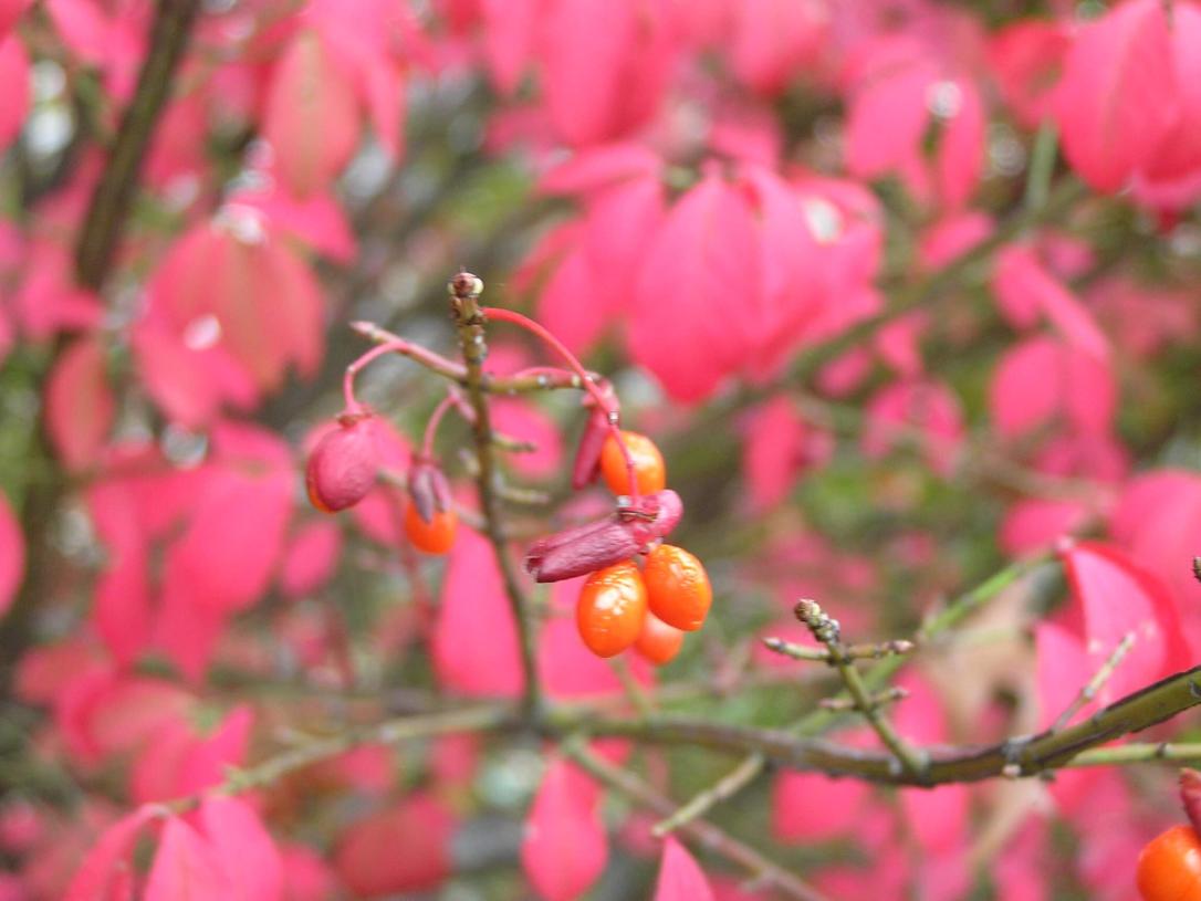 Burning Bush fruit