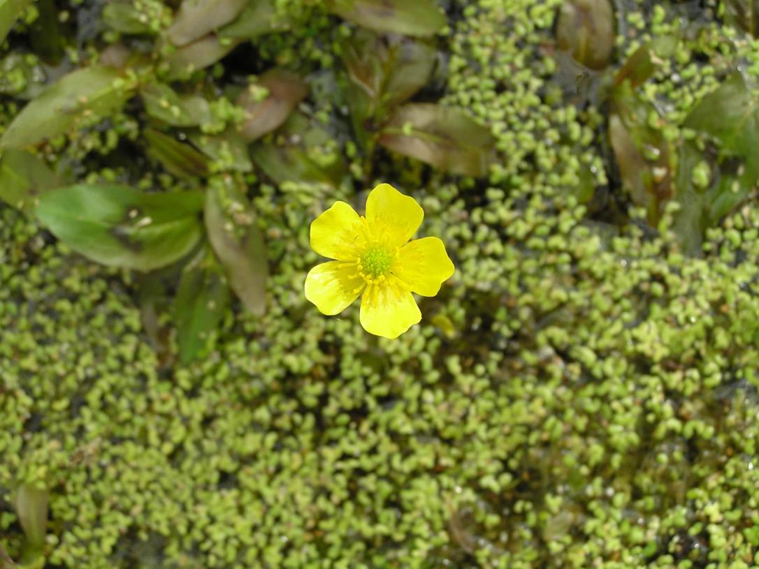 Buttercup yellow water