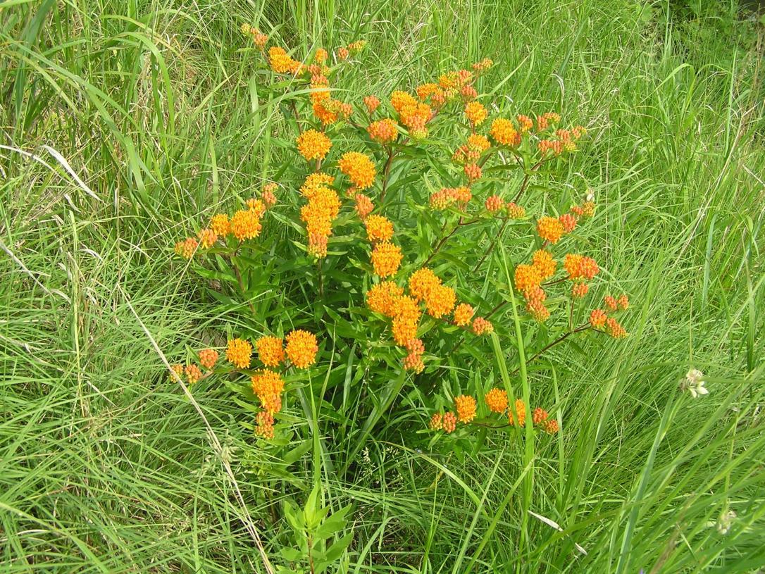 Butterfly weed habit