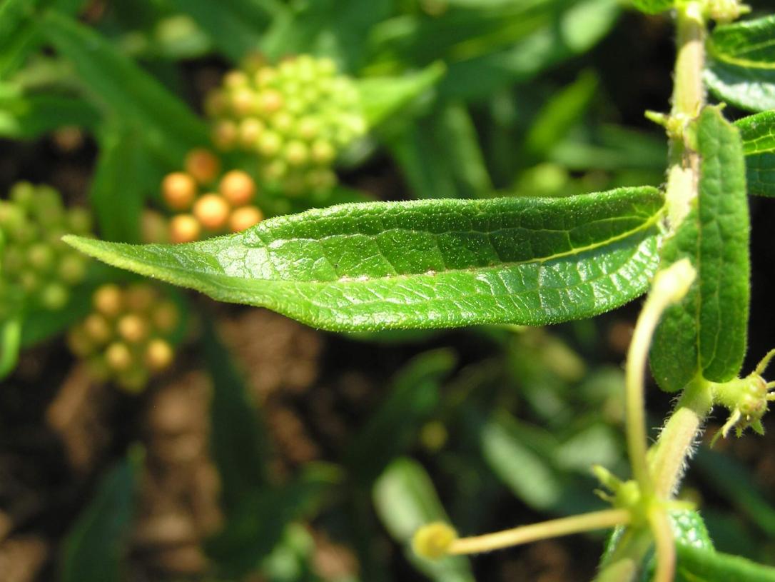 Butterfly weed leaves