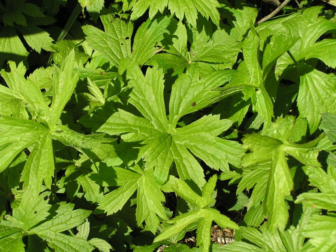 Canada anemone habit