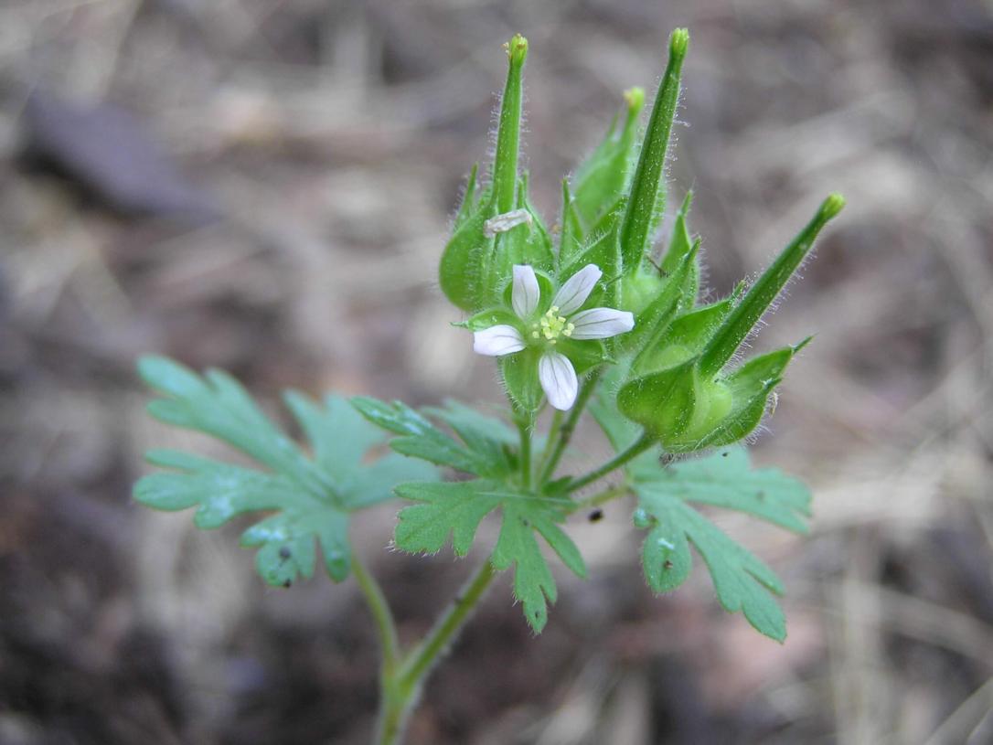 Carolina Cranesbill flower