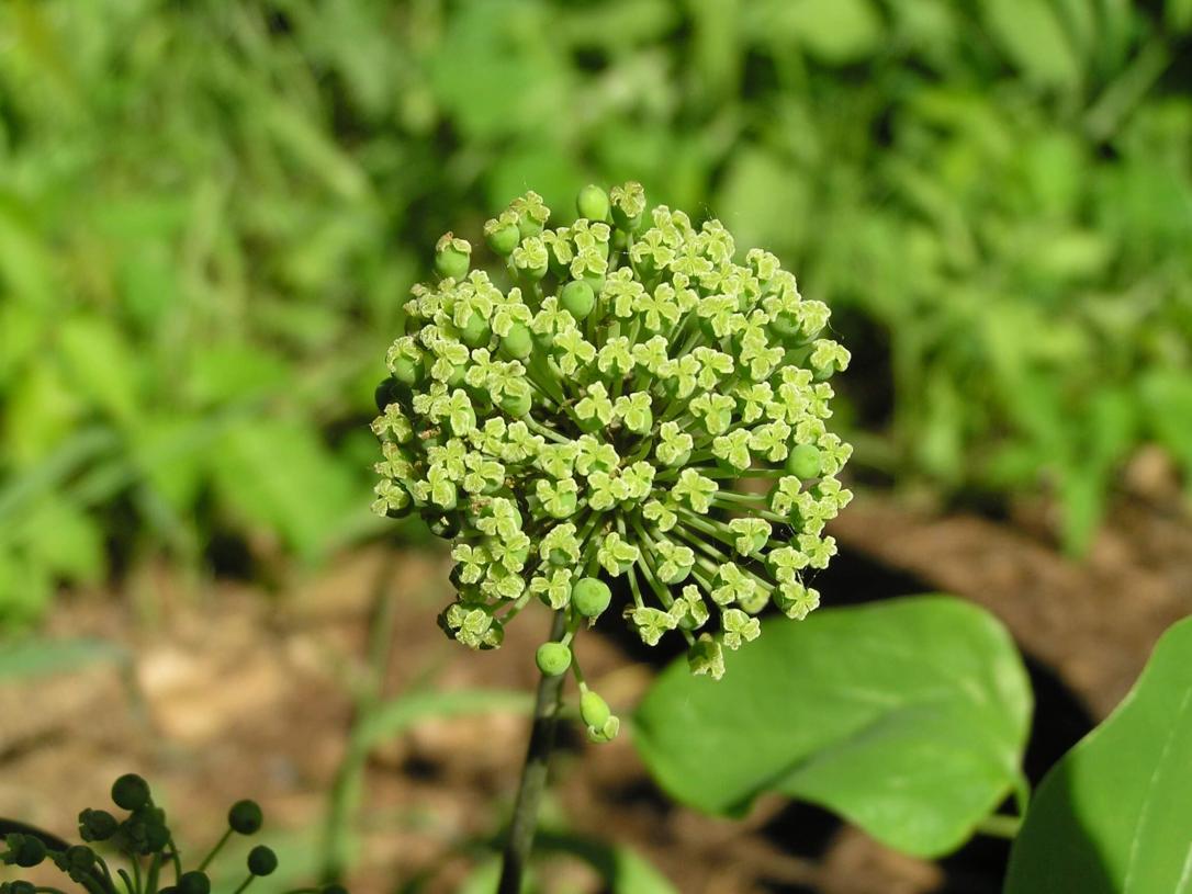 Carrion flower