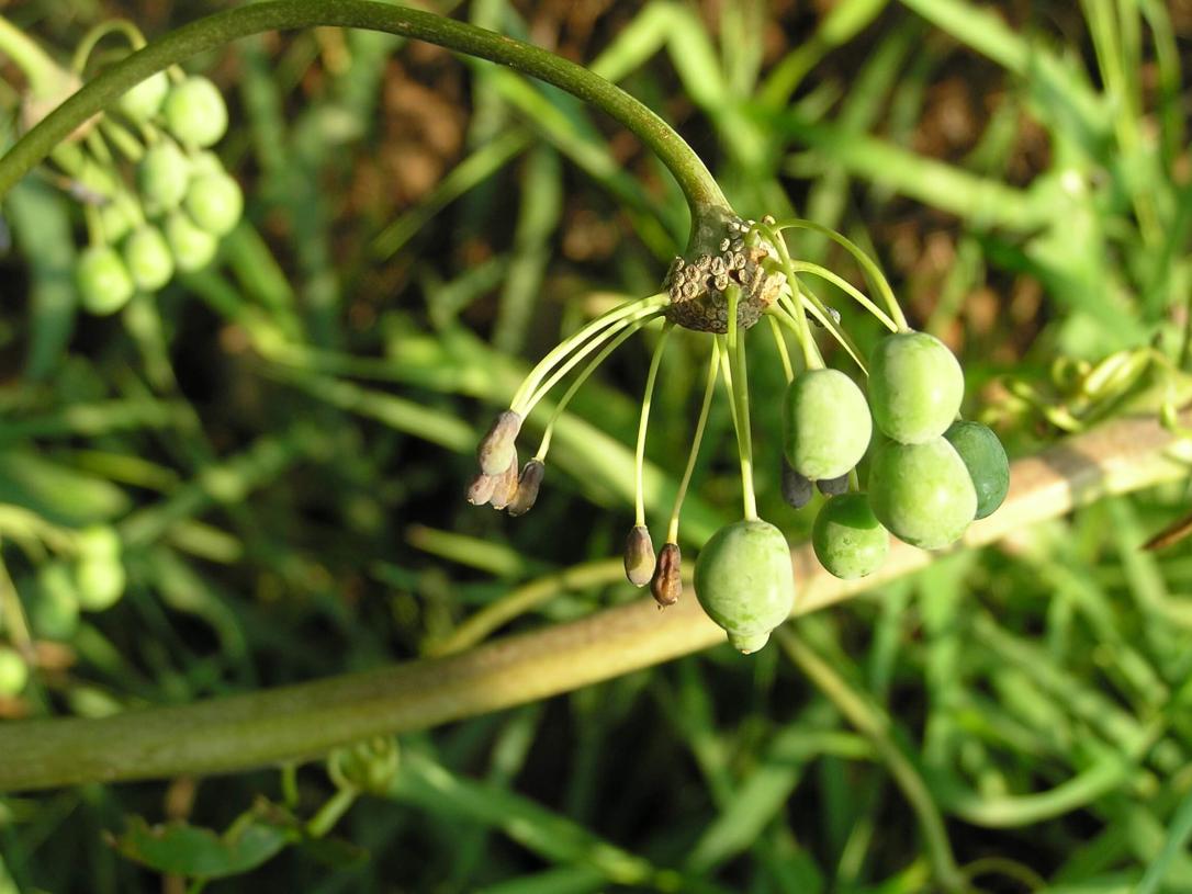 Carrion Flower fruit