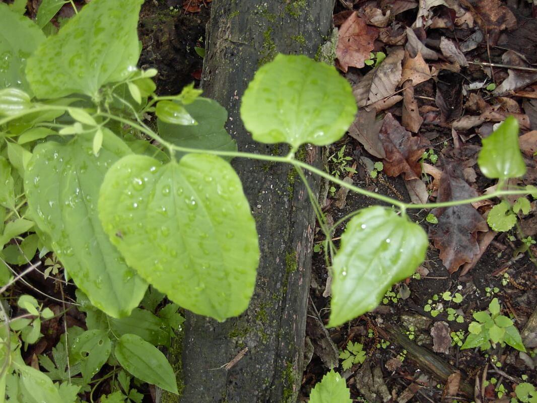 Carrion Flower habit