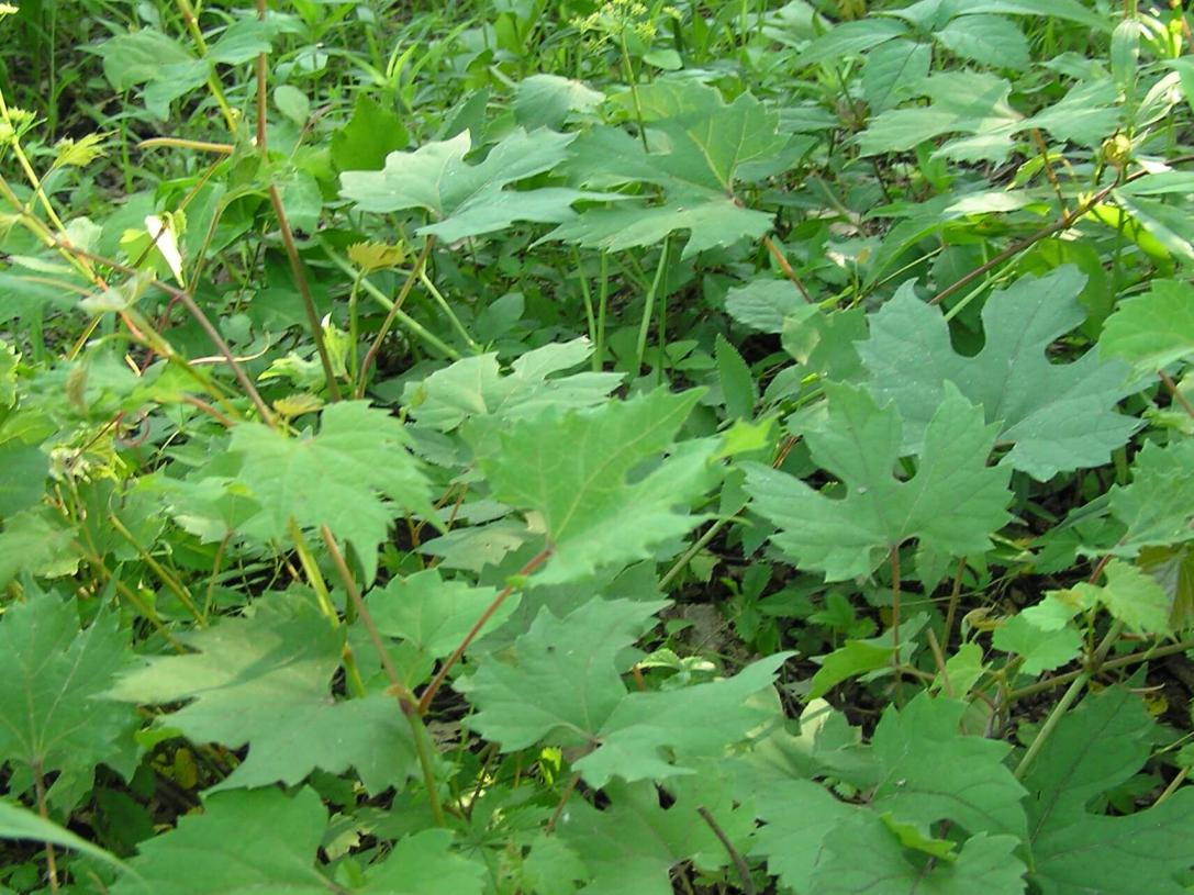 Catbird grape habit