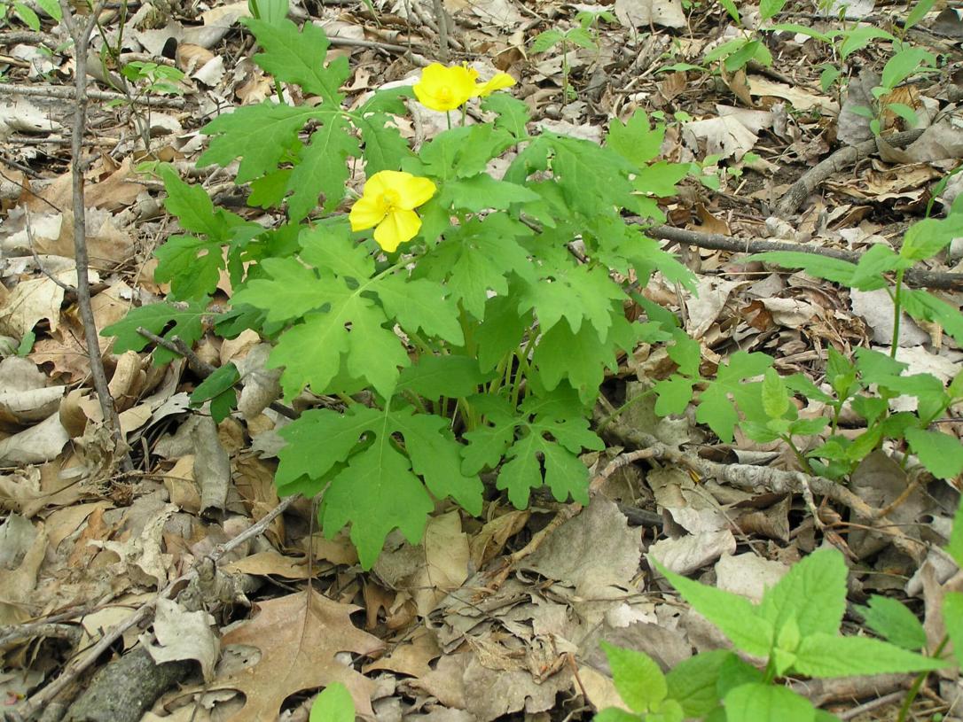 Celandine Poppy habit