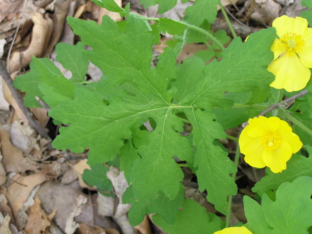 Celandine Poppy leaves