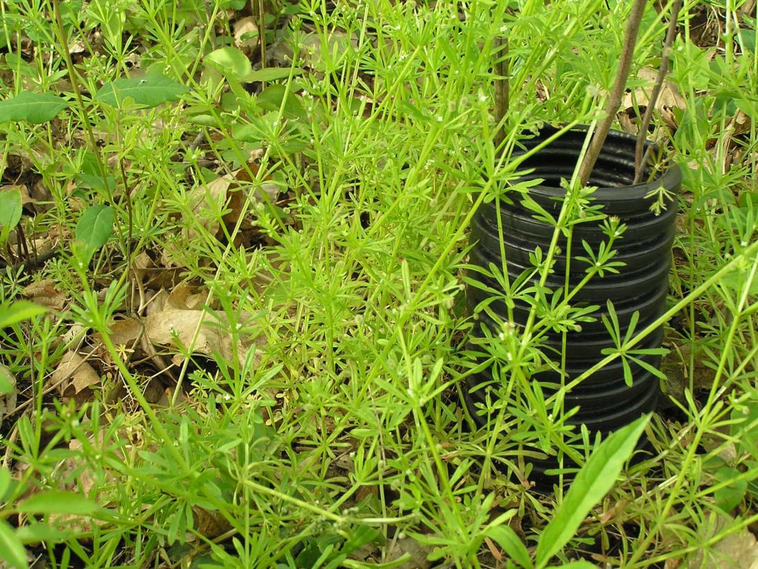 Clevers habit