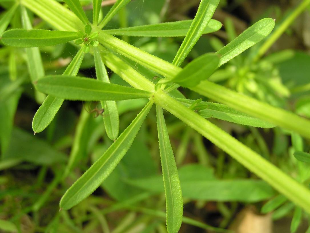 Clevers leaves