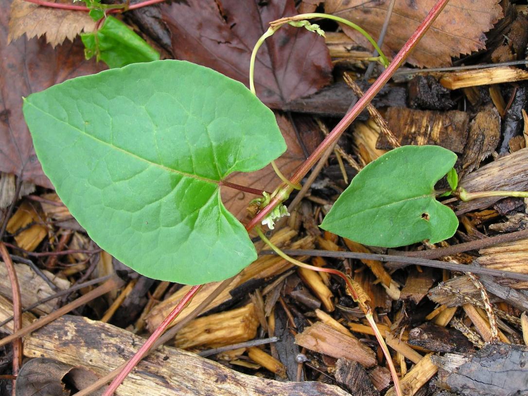 Climbing False Buckwheat leaves