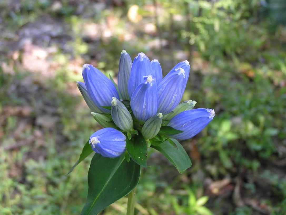 Closed Gentian flower