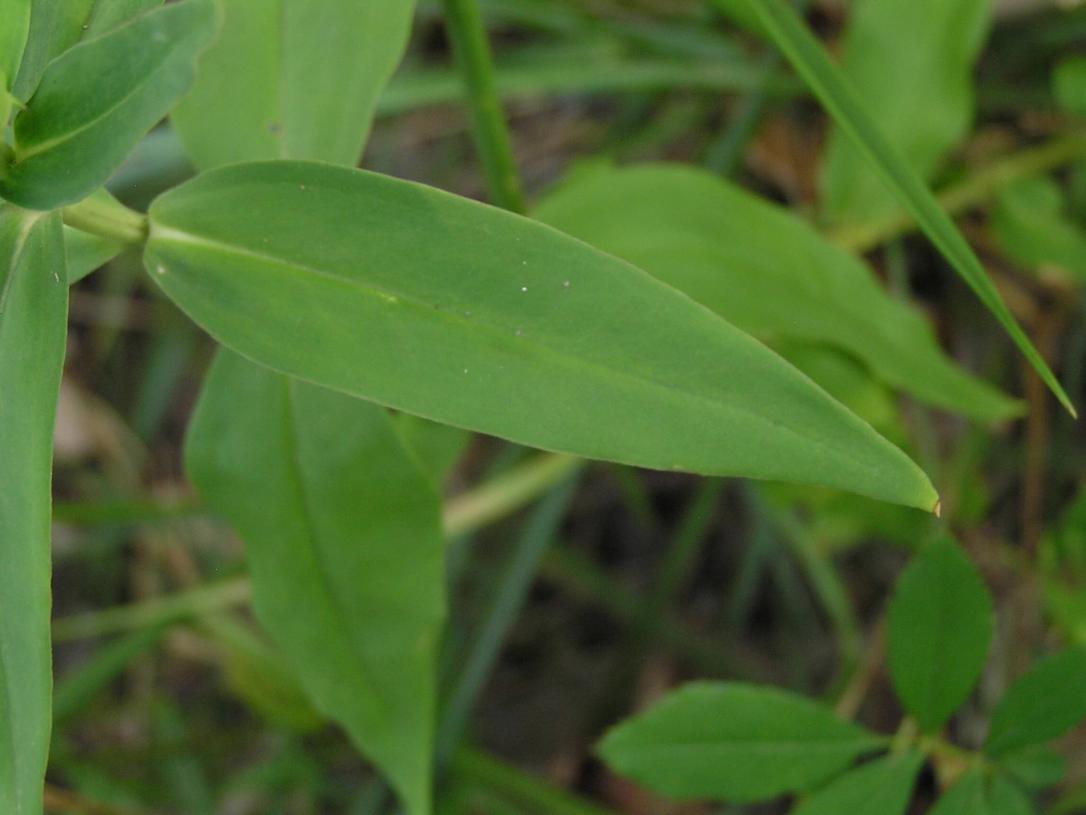 Closed Gentian leaves