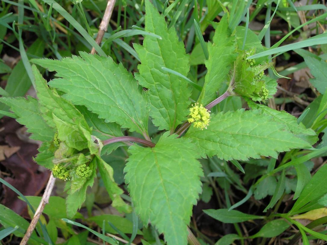 Clustered Snakeroot habit