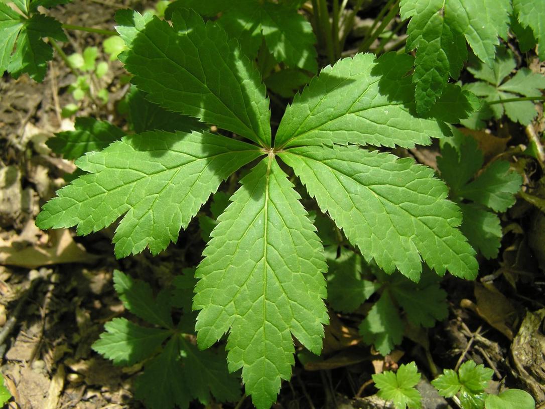 Clustered Snakeroot leaves