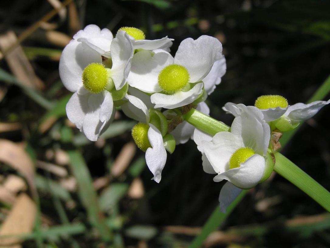 Common Arrowhead flower