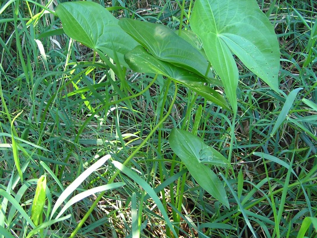 Common Arrowhead habit