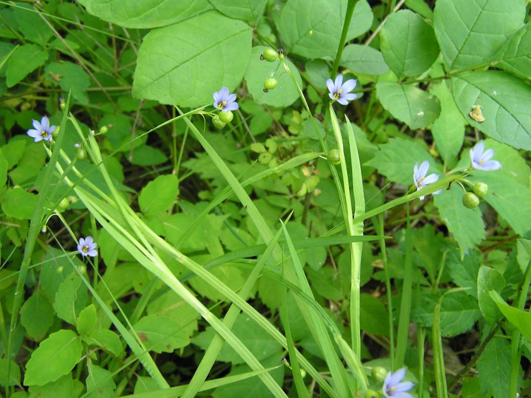 Common Blue Eyed Grass flower
