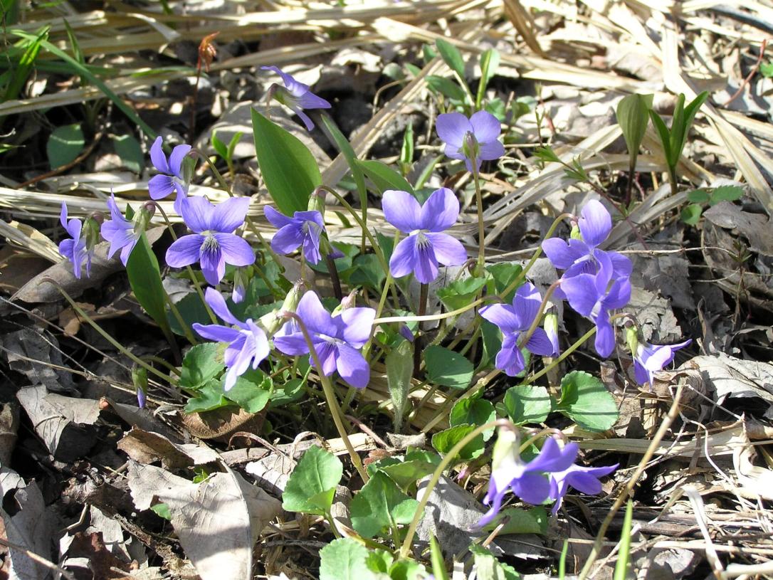 Common Blue Violet flower