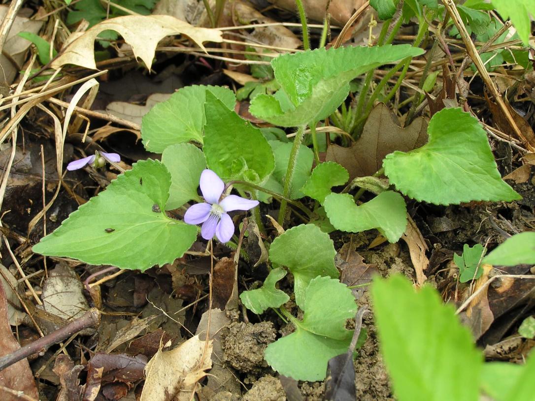 Common Blue Violet habit