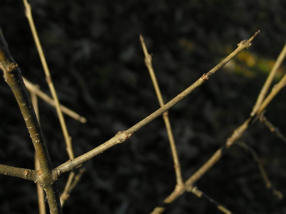 Common Buckthorn branch