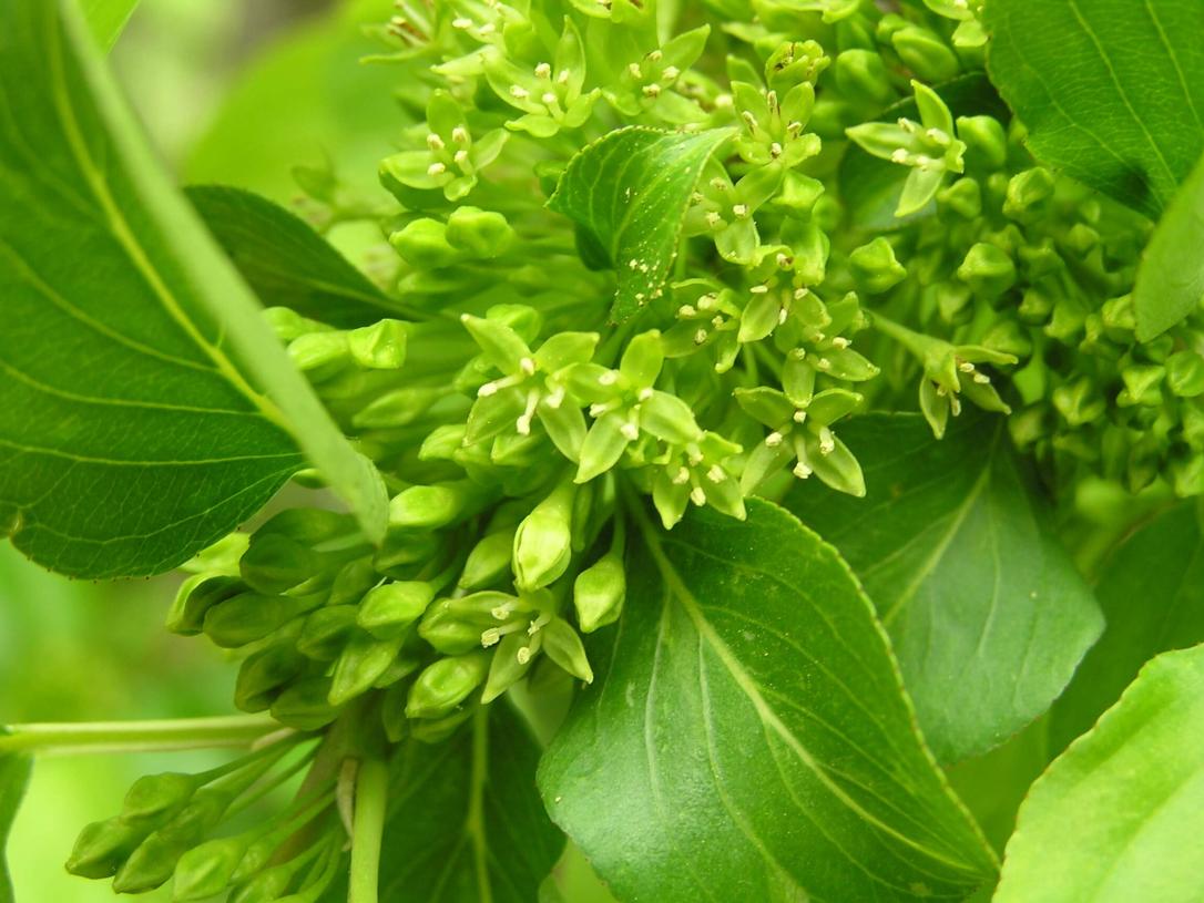 Common Buckthorn flower